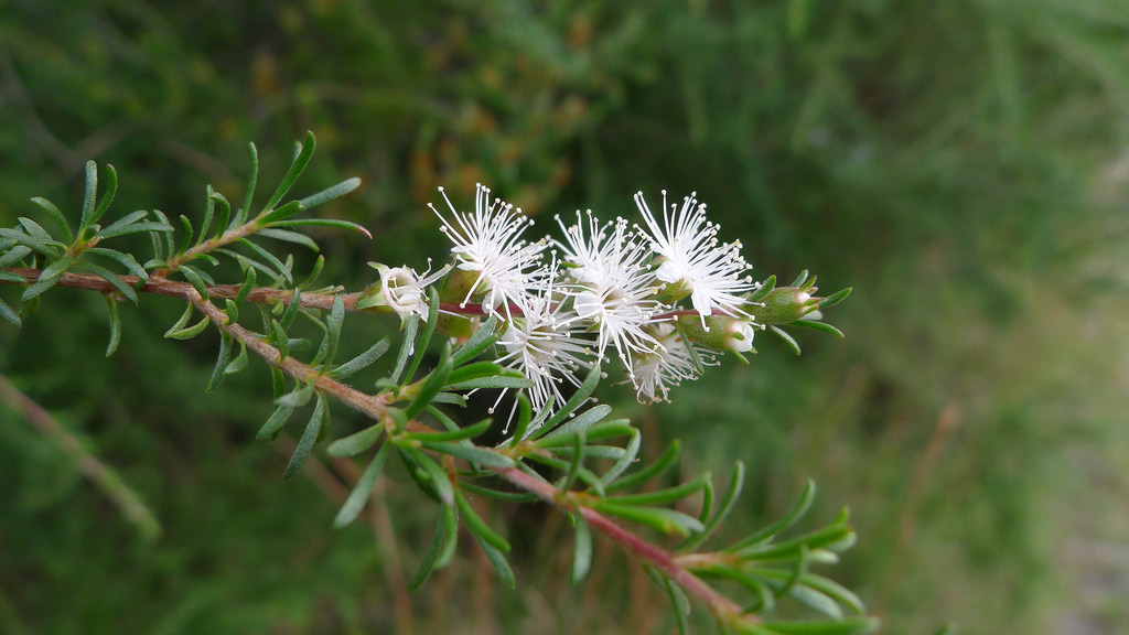 Kunzea ambigua